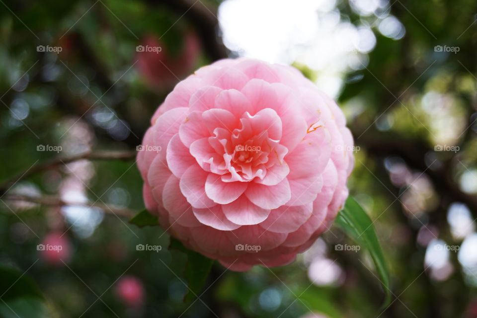 Japan. Camellia