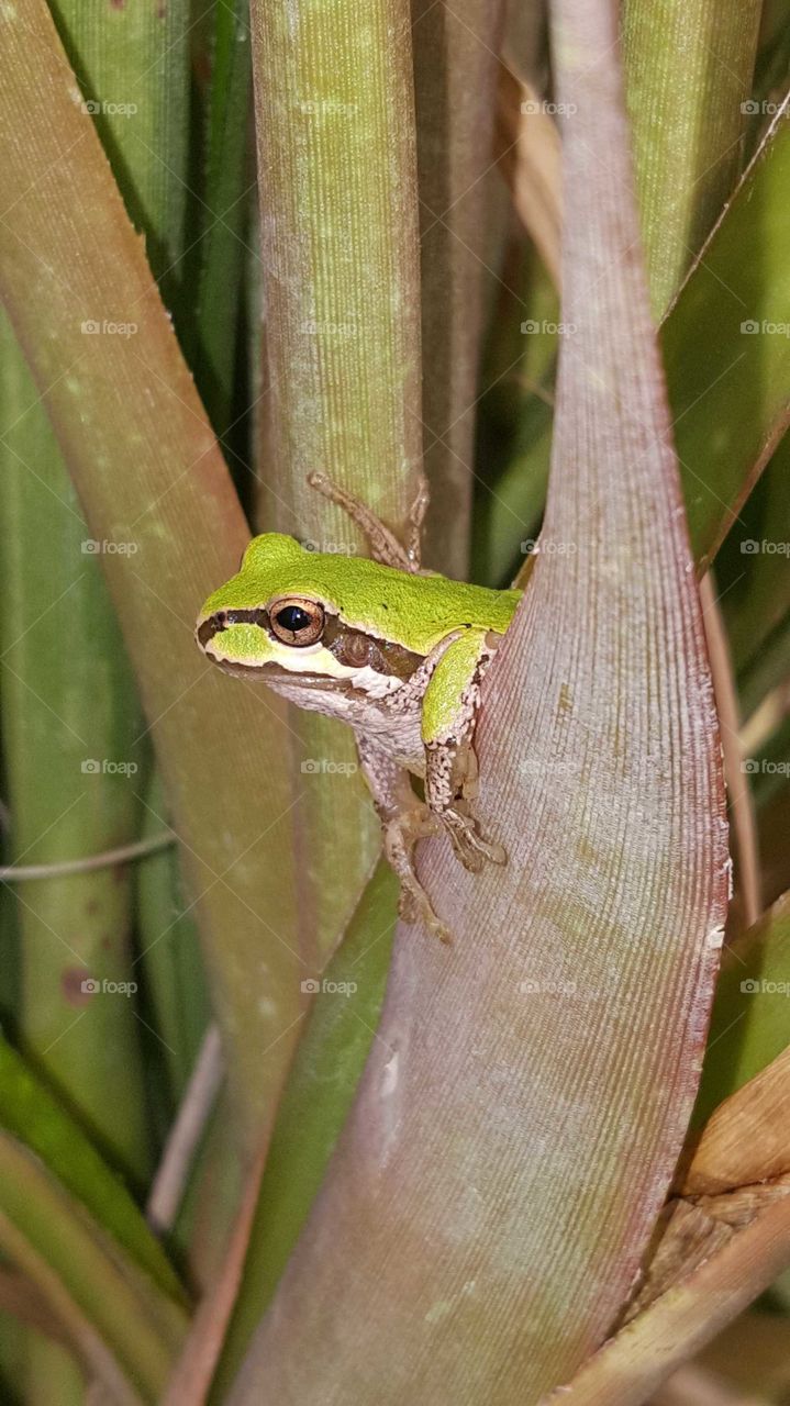 Animals having a hay day