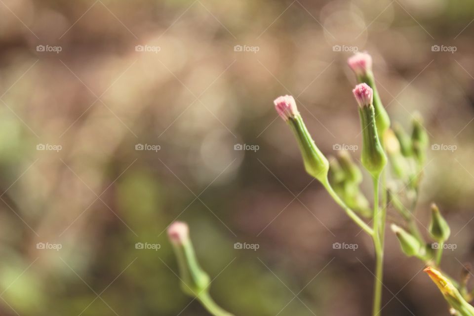 Closeup of plants