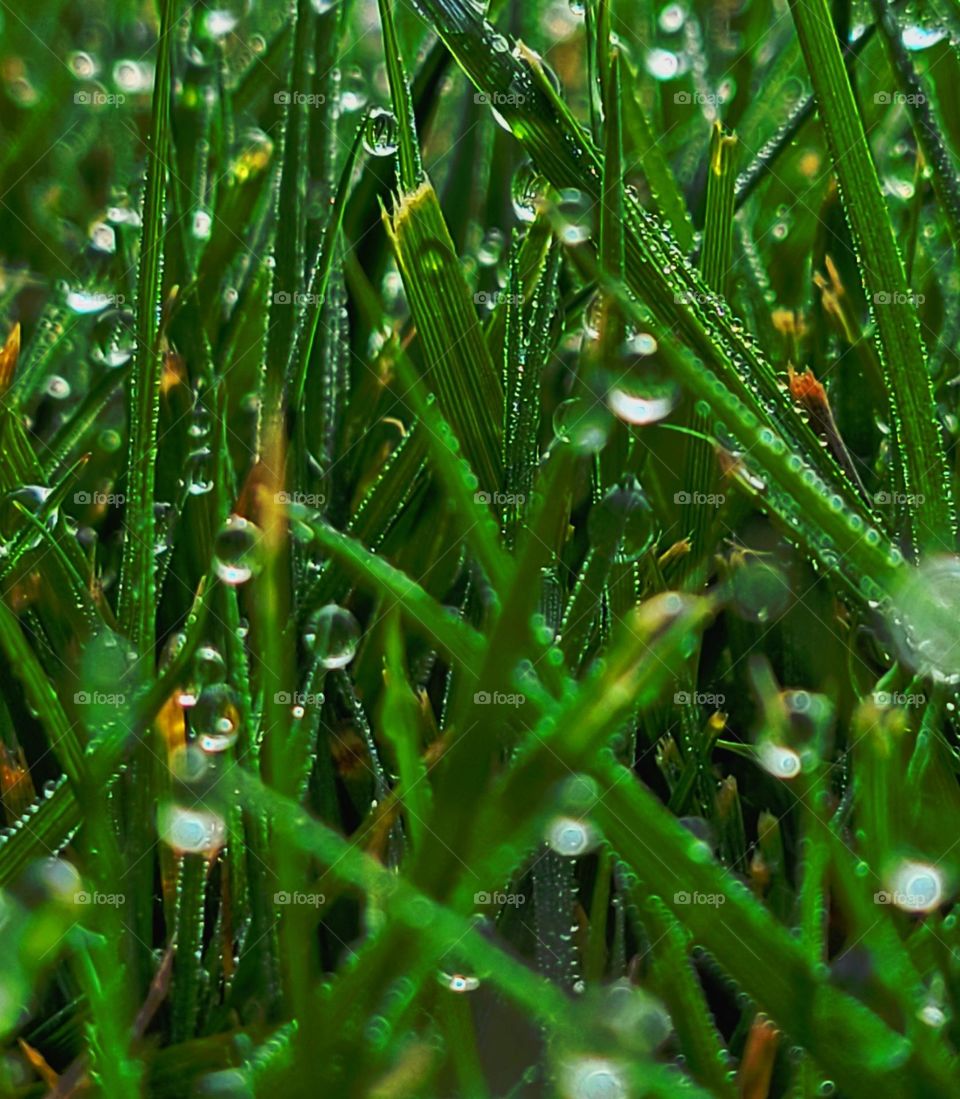 Raindrops in grass after rains storm