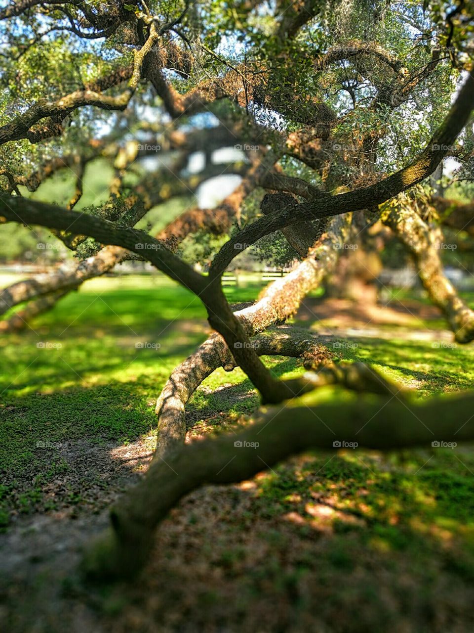 Climbing Tree