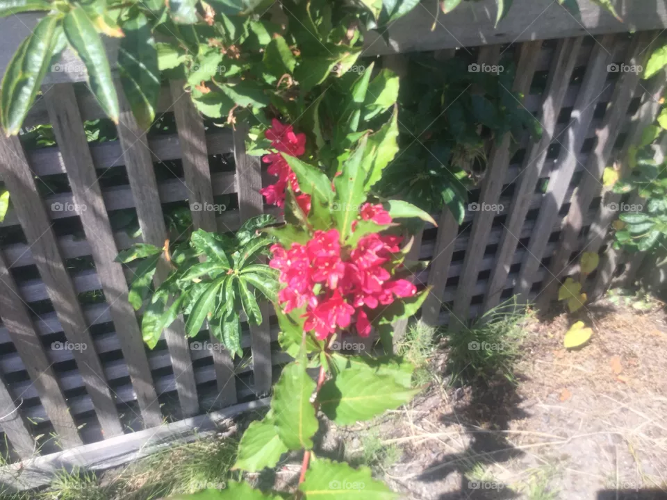 Flowers growing through the Fence