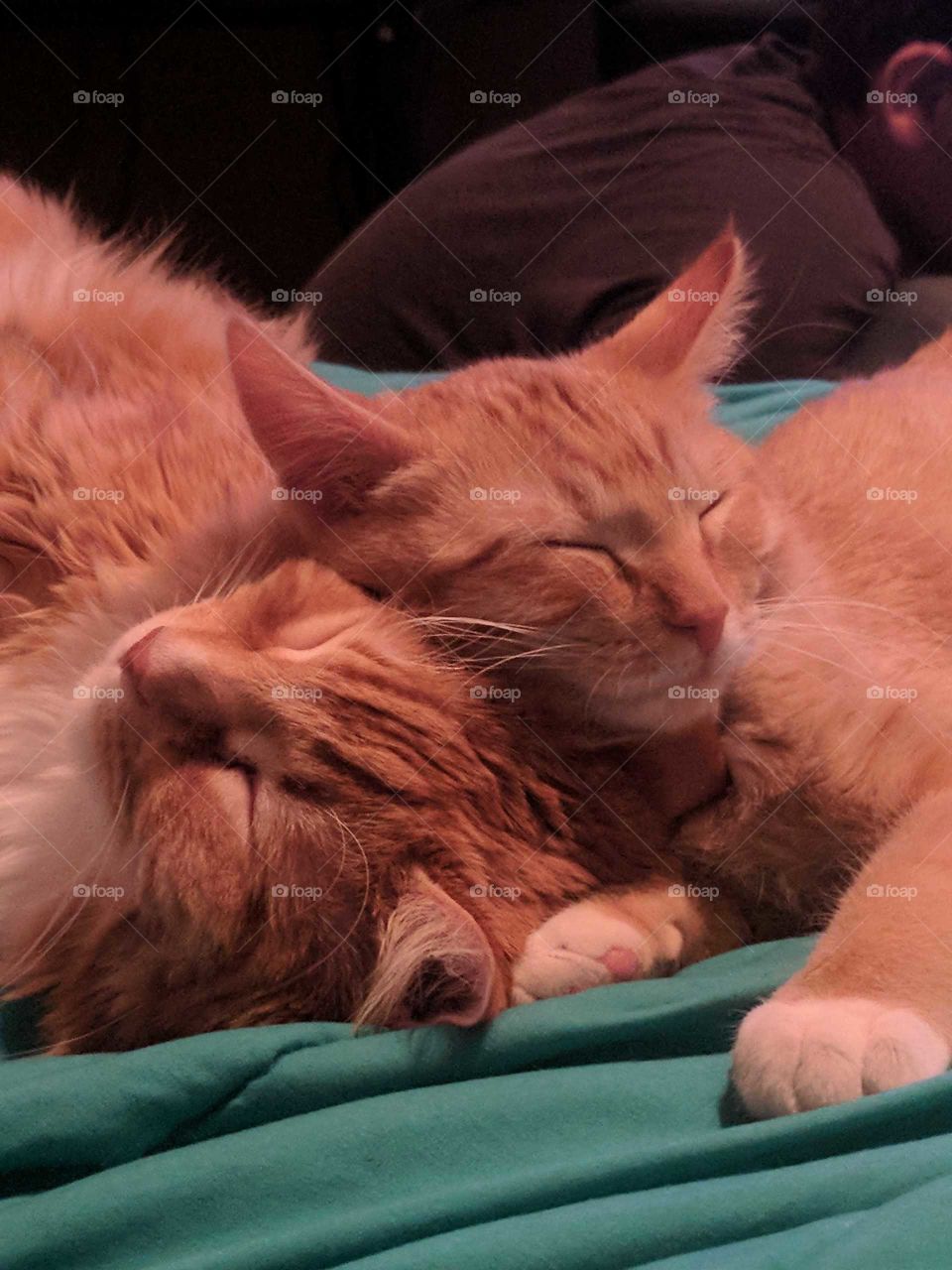 Two sleepy cats cuddling together on a bed