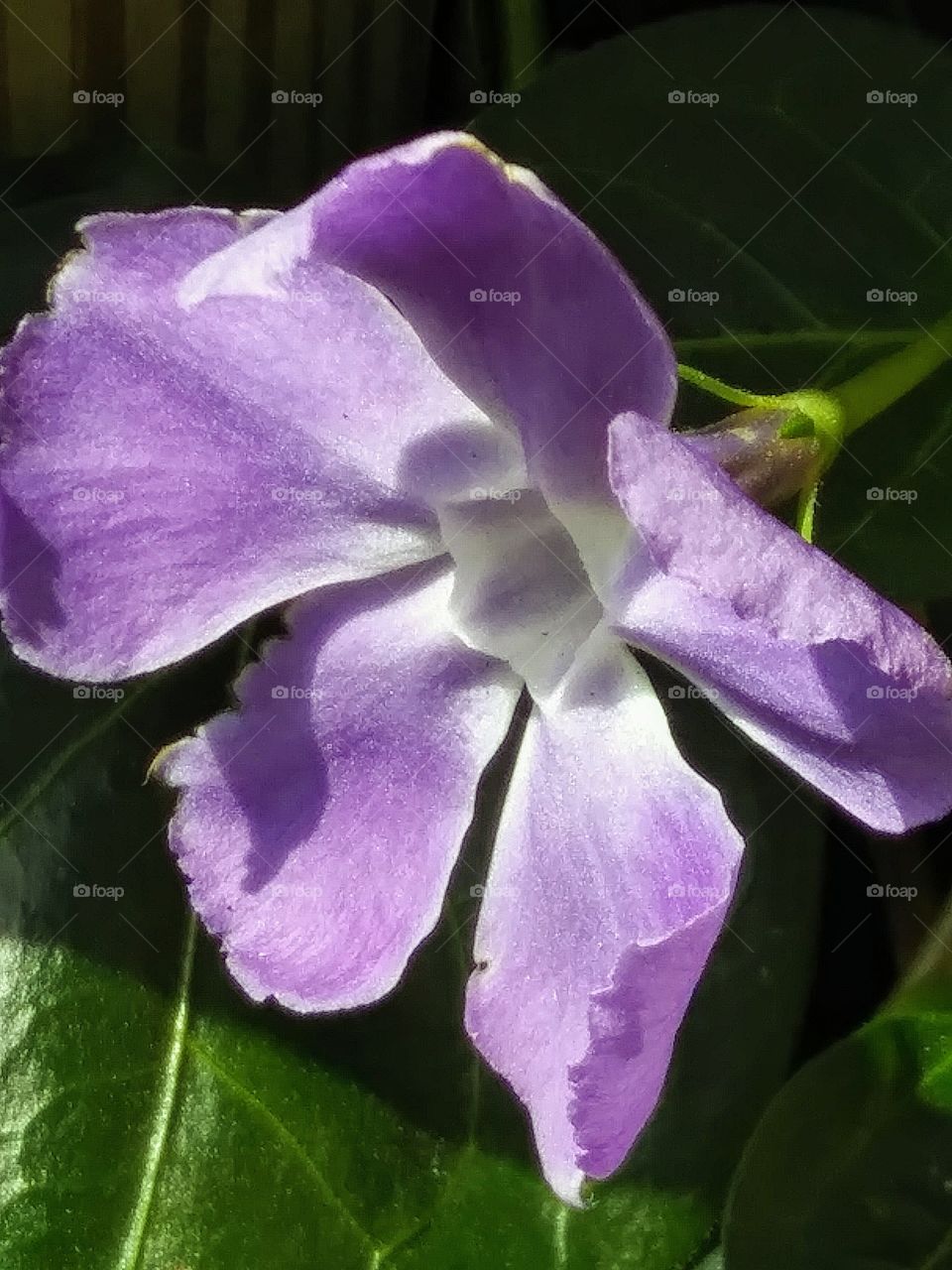 periwinkle bloom up close