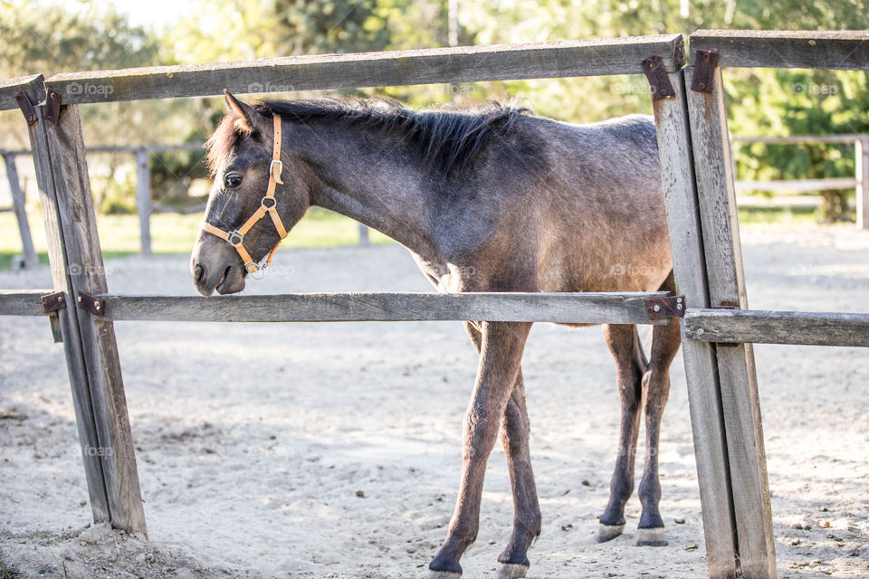 Mammal, Farm, Fence, Horse, Cavalry