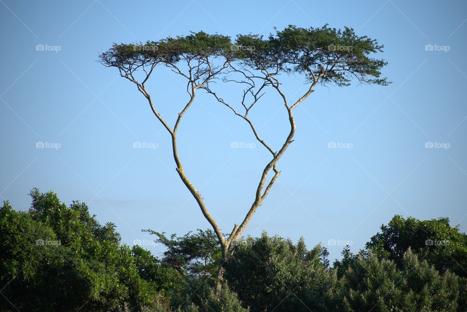 Stand Out From The Croud. The Lofty Tree.