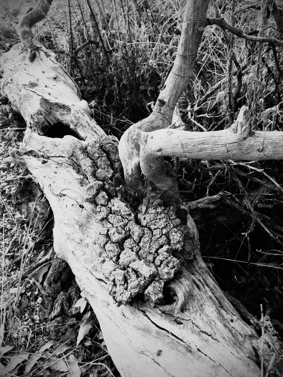Dead wood black and white