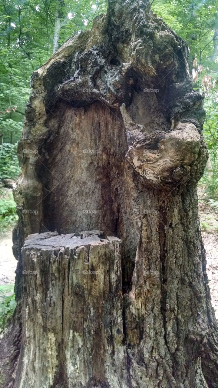 Old Tree S