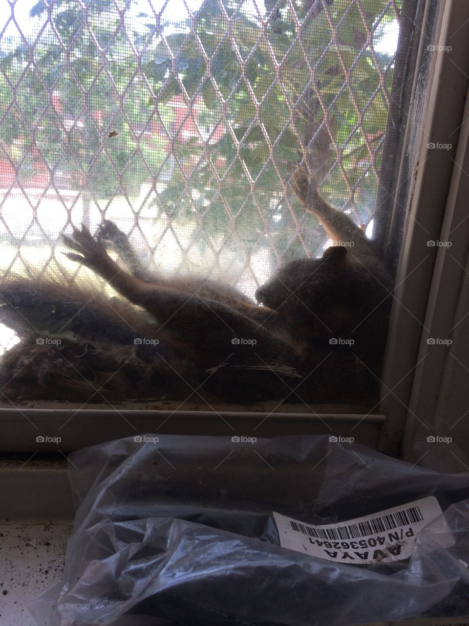 Another squirrel in the window trying to stay cool. 
