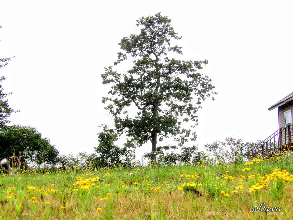 "In the field of Yellow, I stand tall"