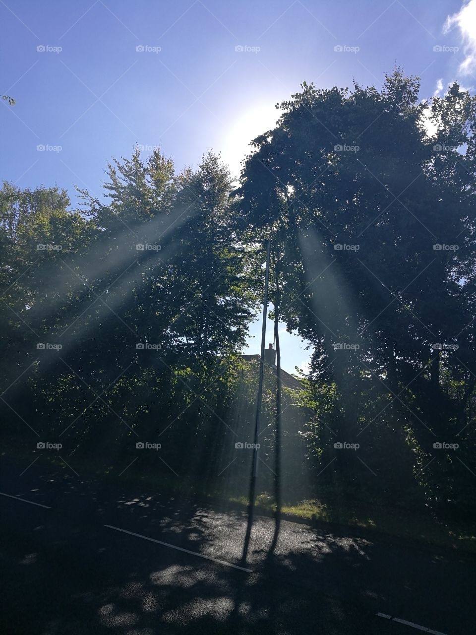 Sun rays through the trees.