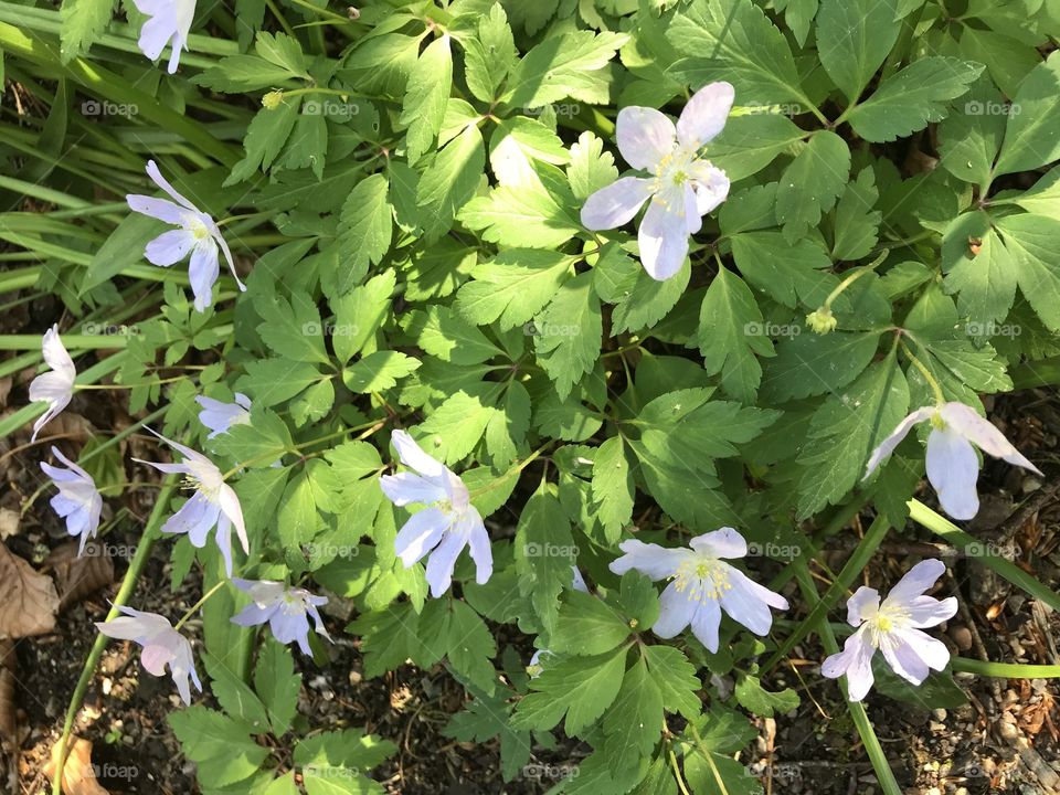 Love this delicate little white flower glowing in the lovely sunshine, shining out for us all to enjoy.