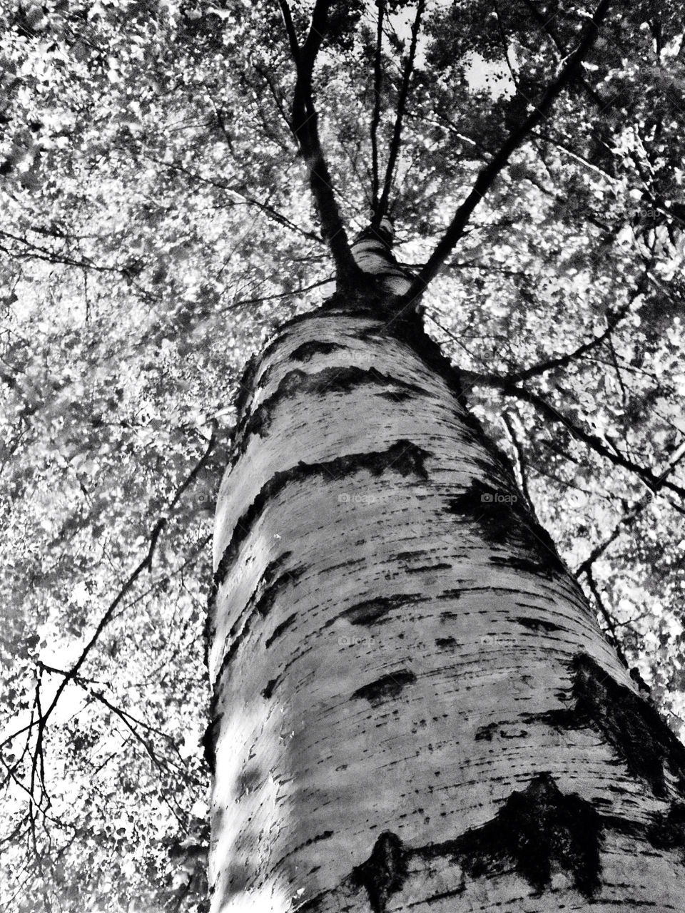 Birch