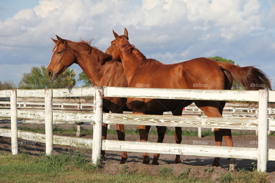 two horses hugging in paddock on farm