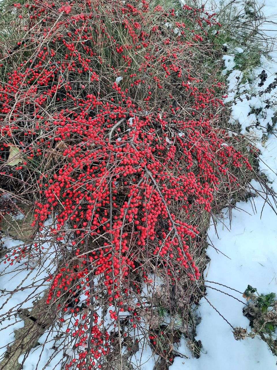 red berries of cotoneaster  on snow