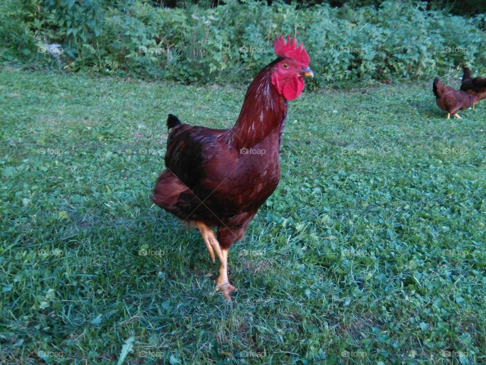 Oney the rooster