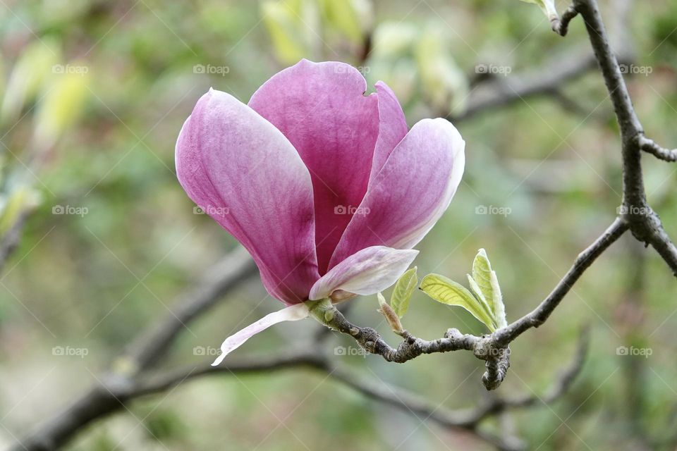 Magnolia soulangeana is a hybrid plant in the genus Magnolia and family Magnoliaceae. Magnolia flowers, blurred beautiful bokeh background.