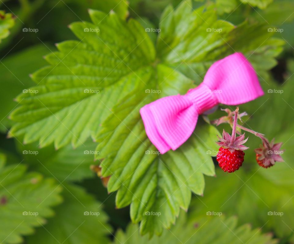 strawberry ribbon