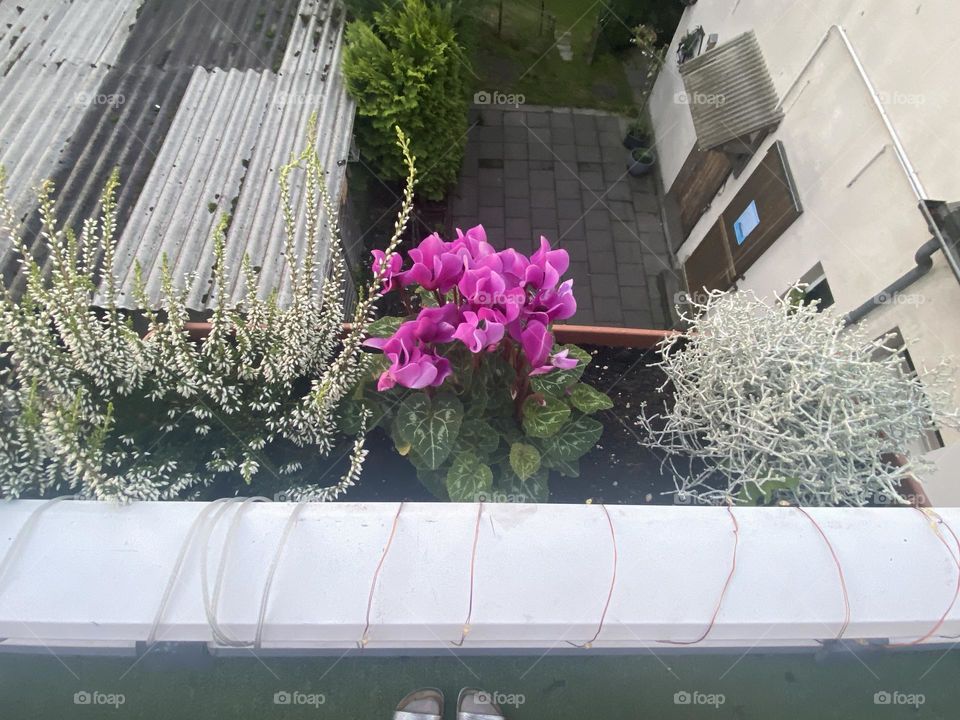 Flowers on the balcony 