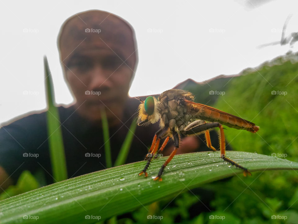 take a pict with robberflies