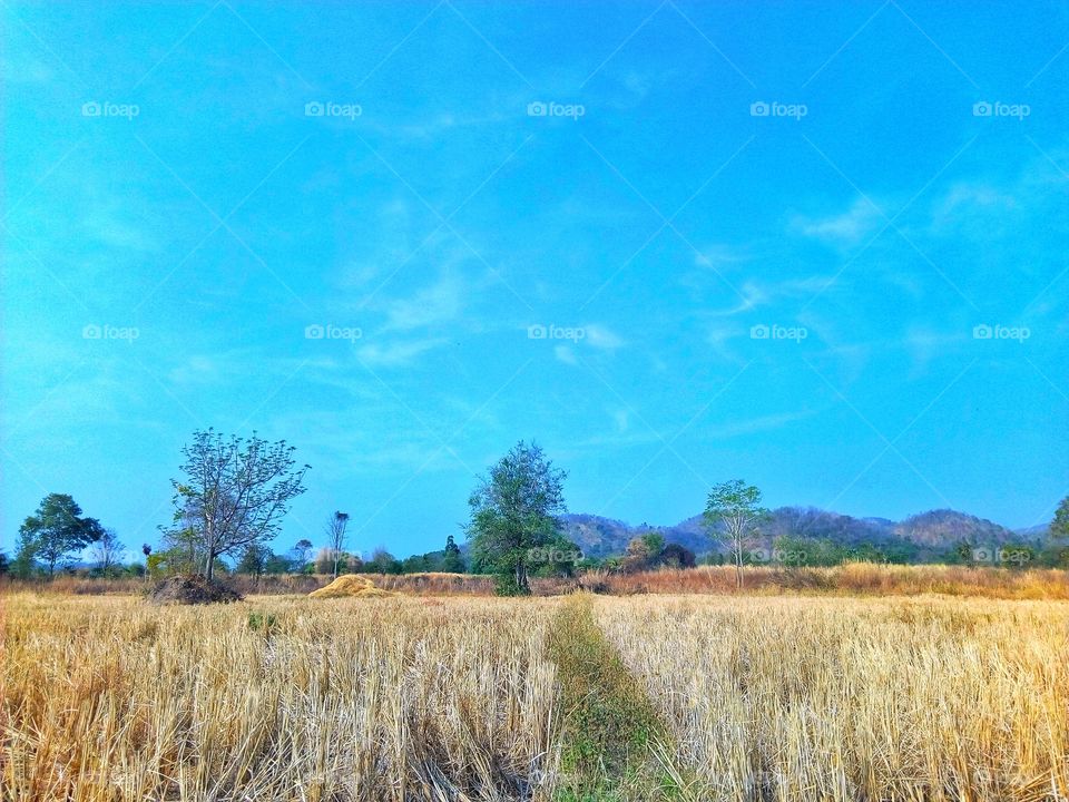 tree,sky,farmland,landscape