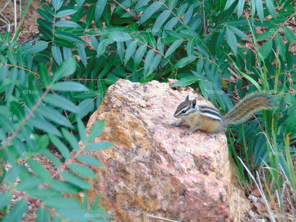 Tiny chipmunk 