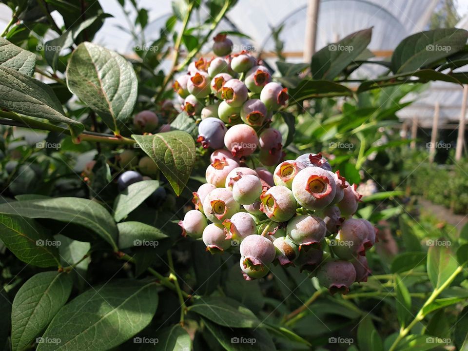 a close up portrait of unripe blue berries still hanging on the bush they are growing on.