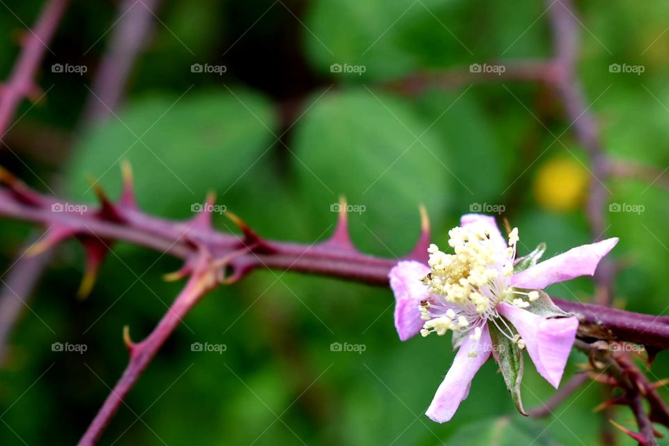 raspberry flower