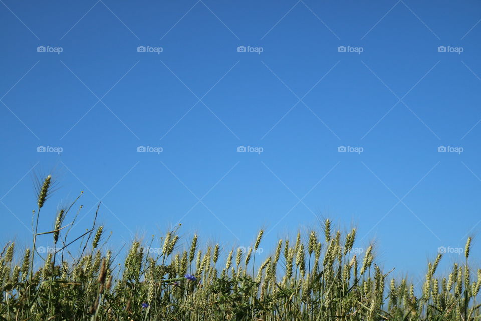 Field under blue sky