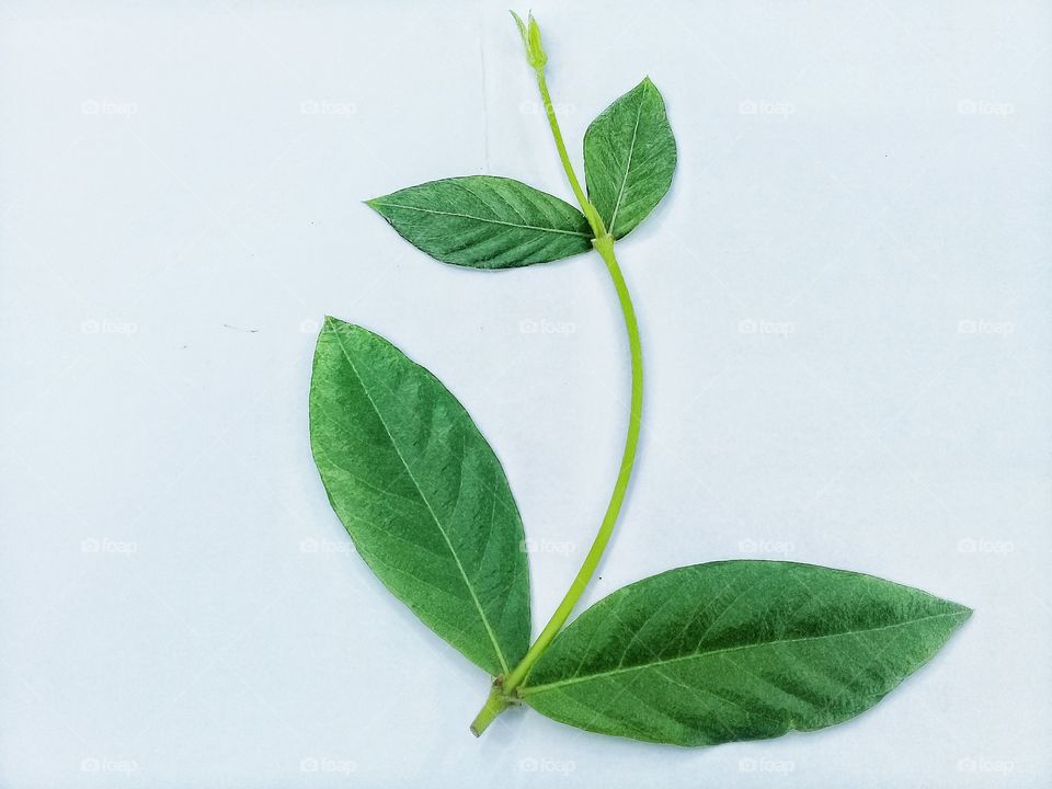 this photo can be used as a recommedation for commercial or editorial related to nature or greening