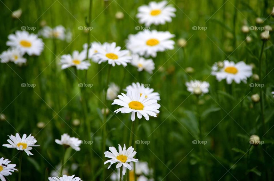 Field of daisies. A field of daisies