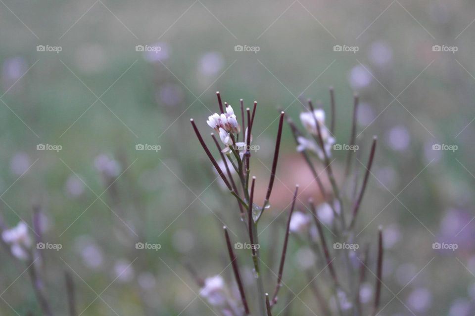 Spring flowers, hairy bittercress 
