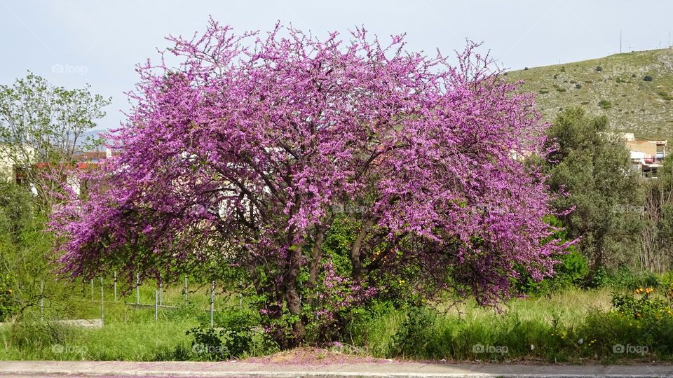 Purple tree