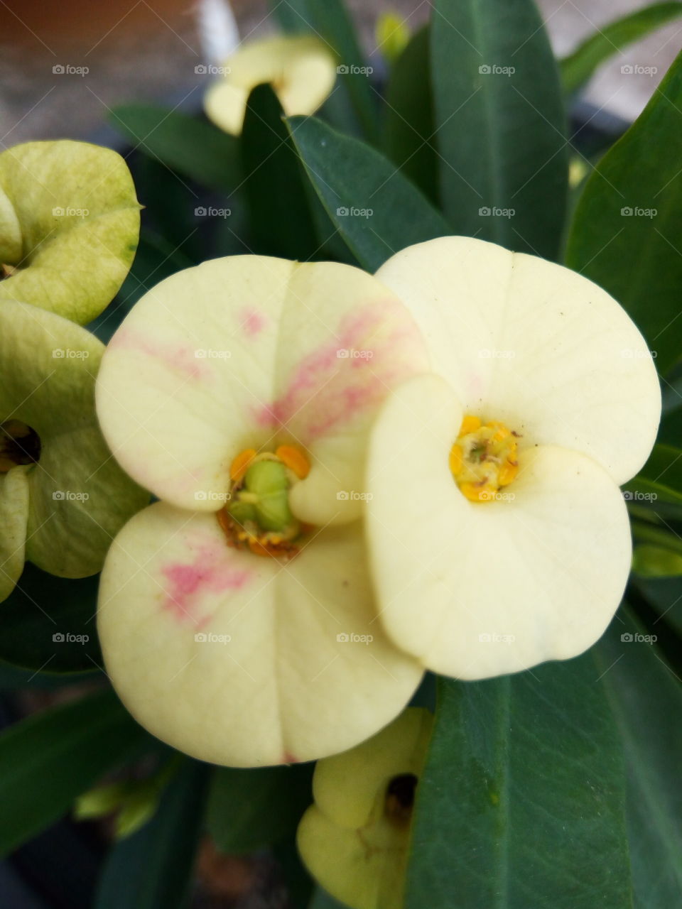 yellow crown of thorns buds