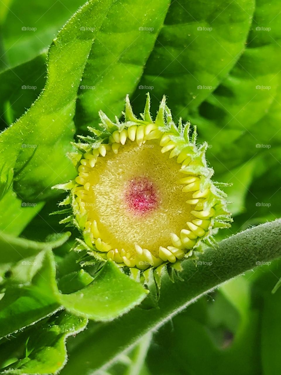 Jamaican red spot gerba