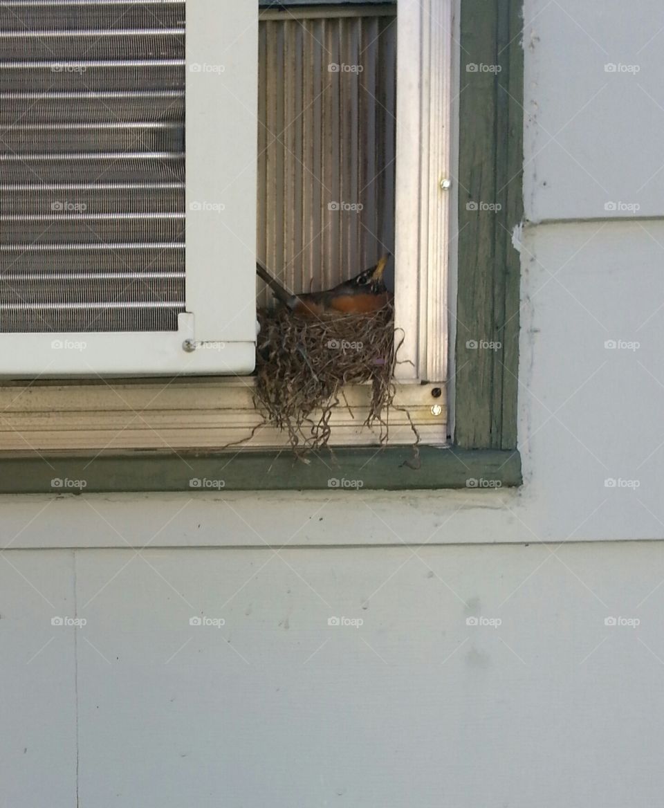 robin protecting nest .