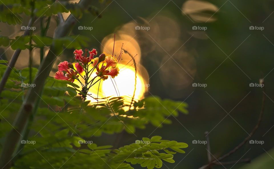 Flower and setting sun