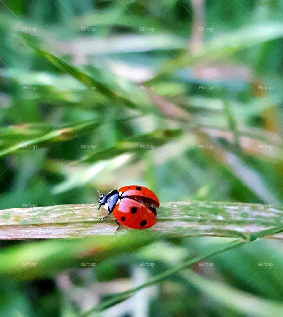 Ladybird on leaf