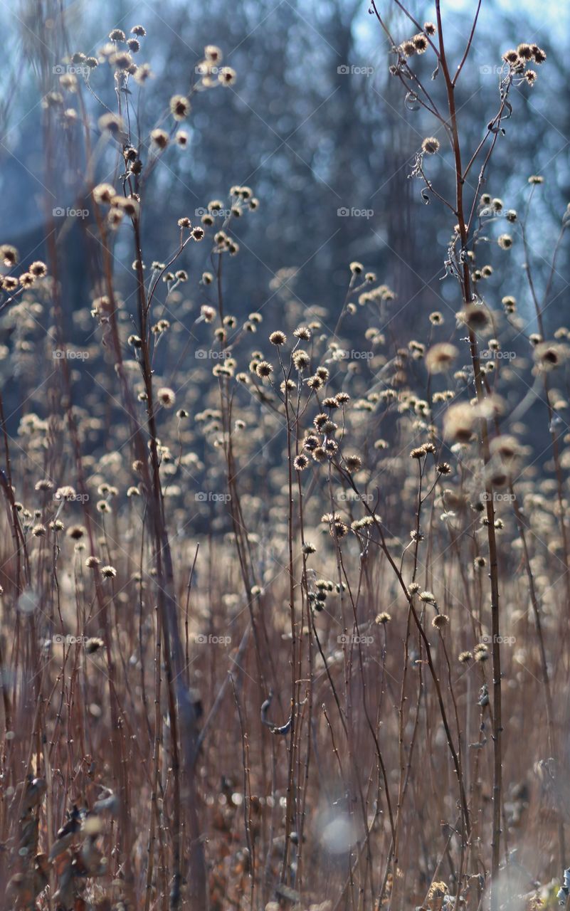 dry plants