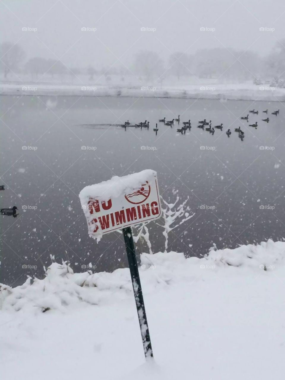 Geese don't care what the sign says! 