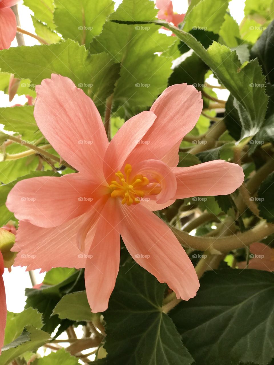Flowers rosé