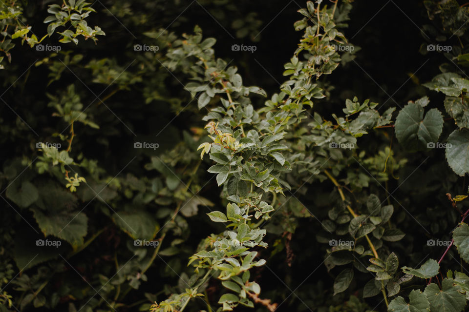 Branches reaching out. 