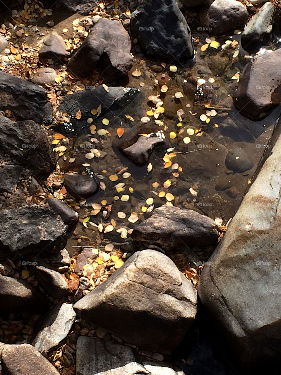 Leaves in the water