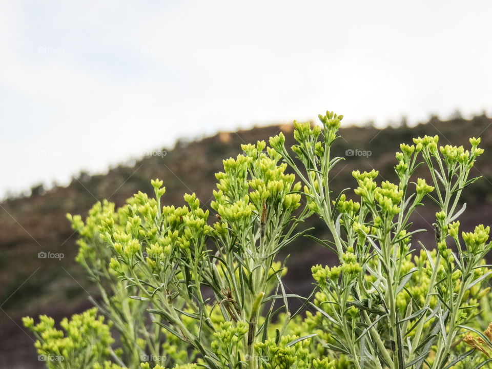 Yellow flowers, mountain view