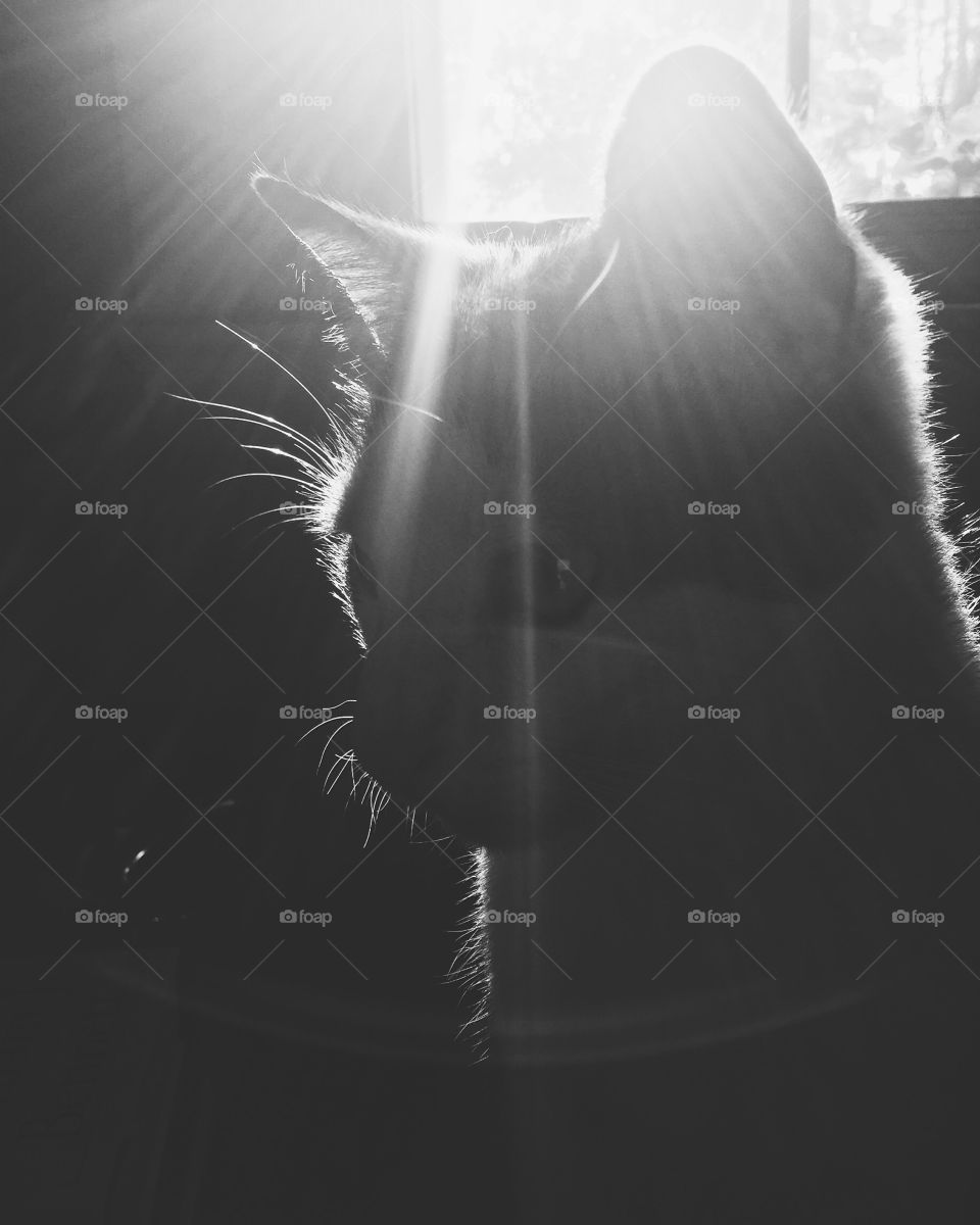 Close-up of a cat under sunlight