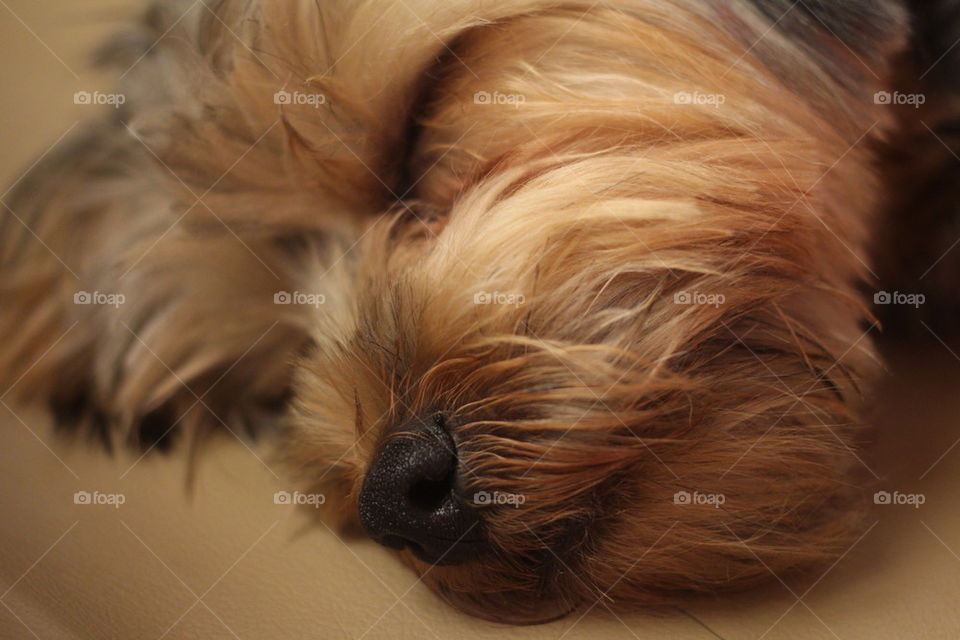 Close-up of fluffy dog