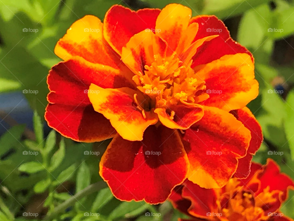 Marigold