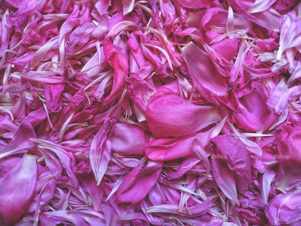 purple peony petals