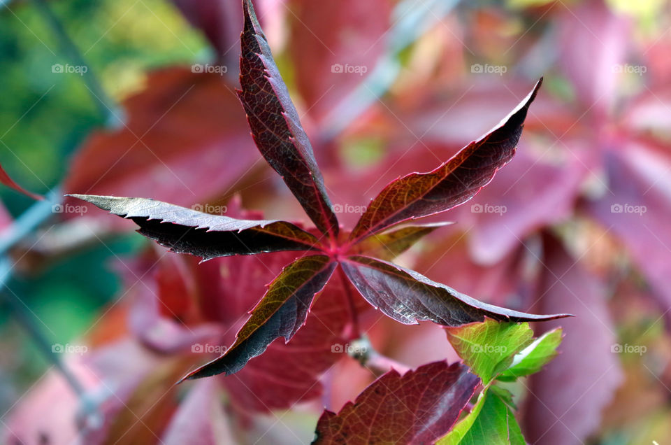 Close-up of red wine leaves growing along fence.