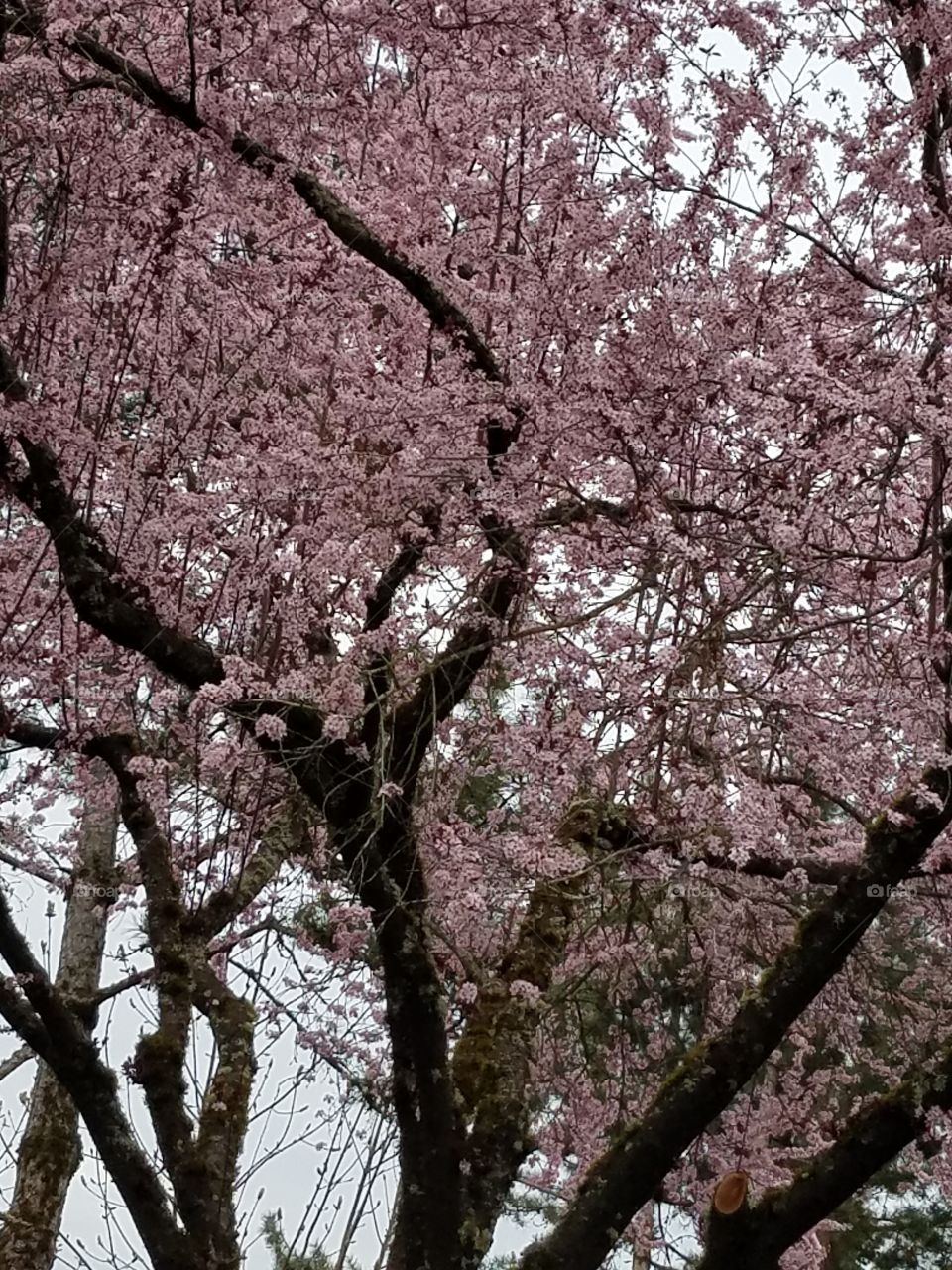 pink blossoms